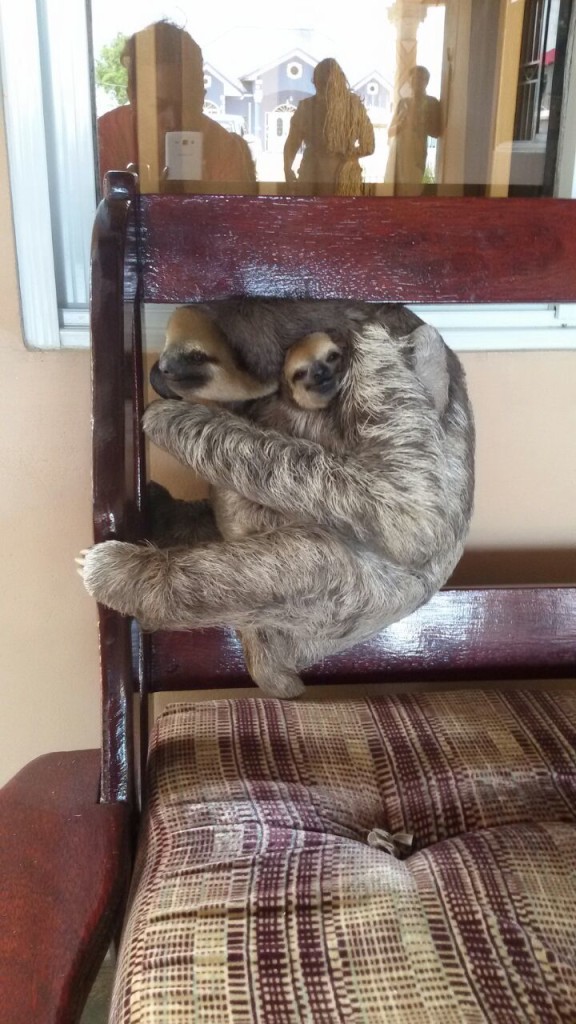 A mommy sloth with her baby was sitting on the back of the chair and taking a nap