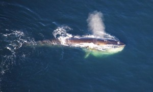 Walvis bron: NOAA