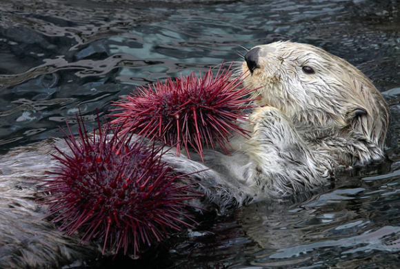 Zeeotter die zee-egels aan het eten is Bron: NOAA, Neil Fisher