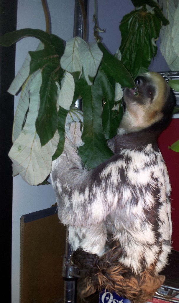 Mummy eating some leaves