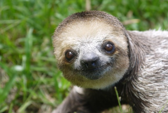 Pale-throated three-toed sloth (c) collection Green Heritage Fund Suriname