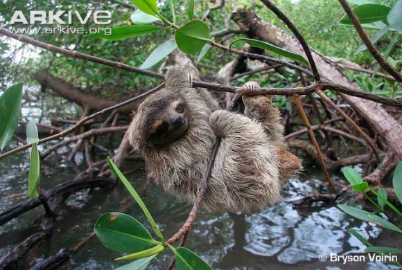 Picture of a pygmy tree-toed sloth by researcher Bryson Voirin.