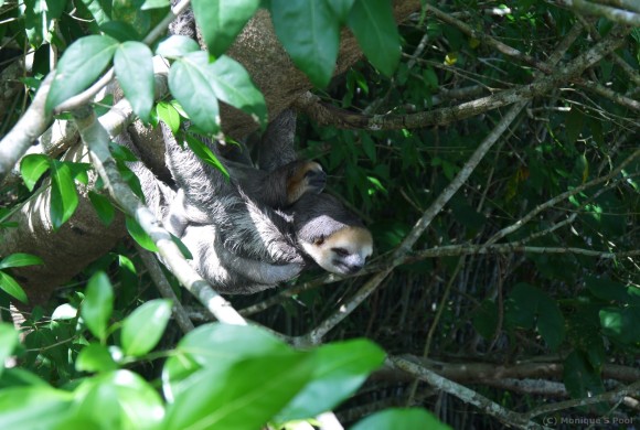 Mommy and baby sloth back in nature.