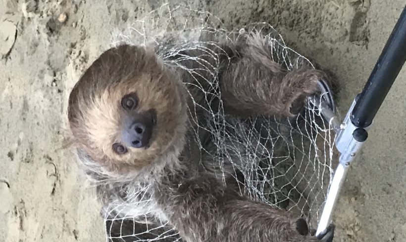 A sloth called Cliff